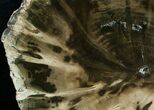 Zimbabwe Petrified Wood (Woodworthia) #6255-2